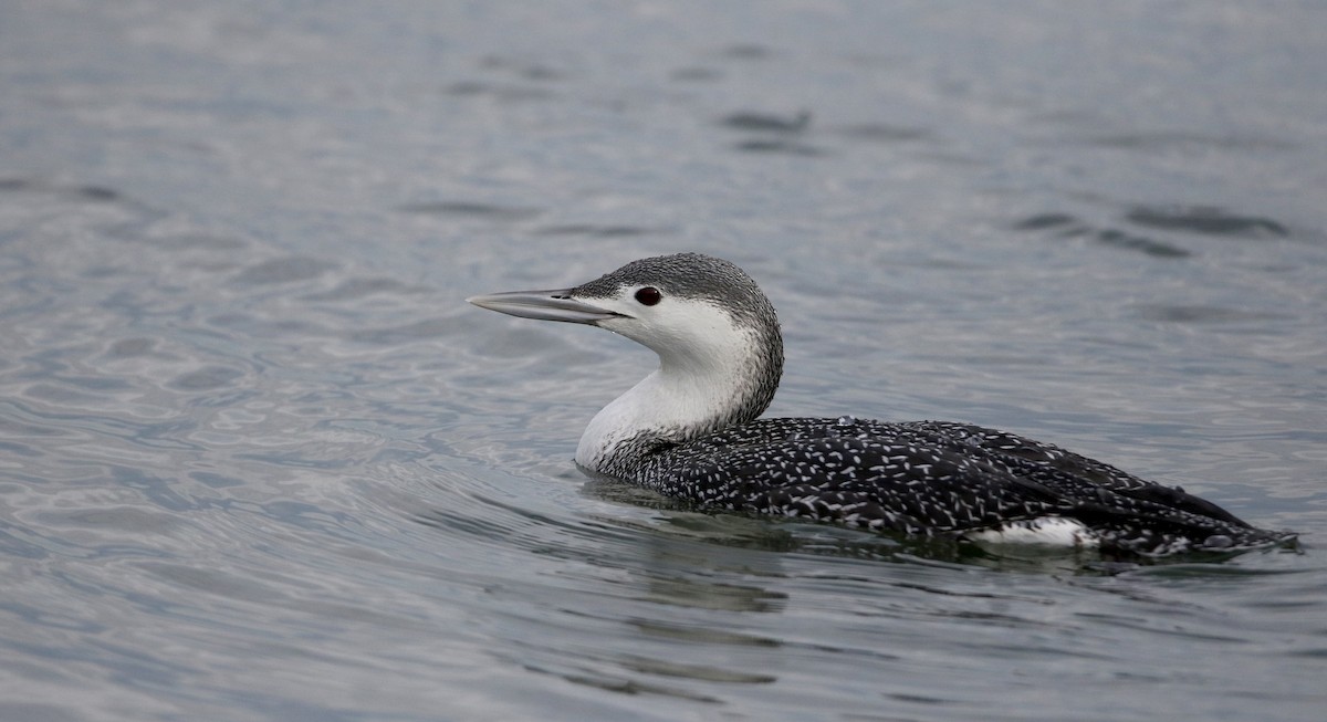 Red-throated Loon - ML294619791