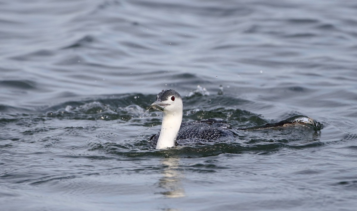 Red-throated Loon - ML294621391