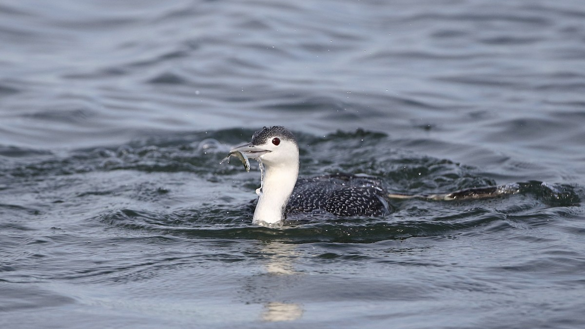 Red-throated Loon - ML294621441