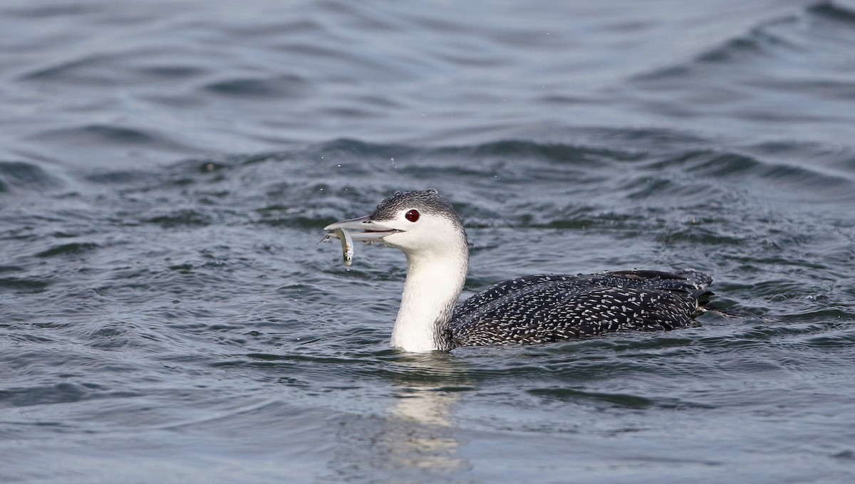 Red-throated Loon - ML294621531
