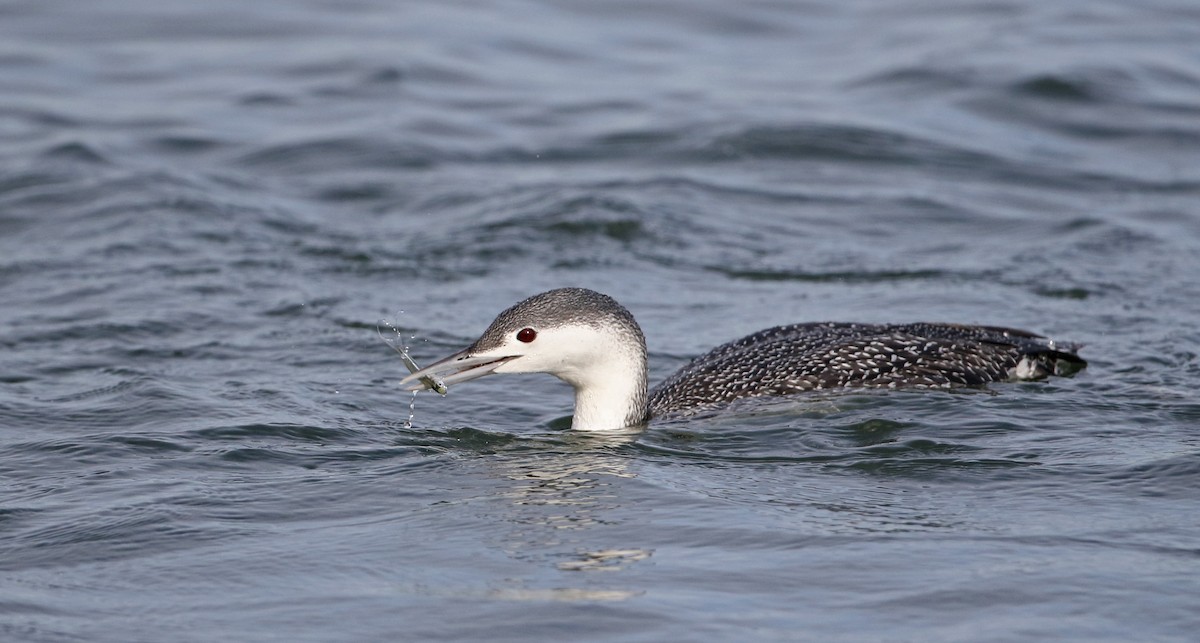 Red-throated Loon - ML294621601