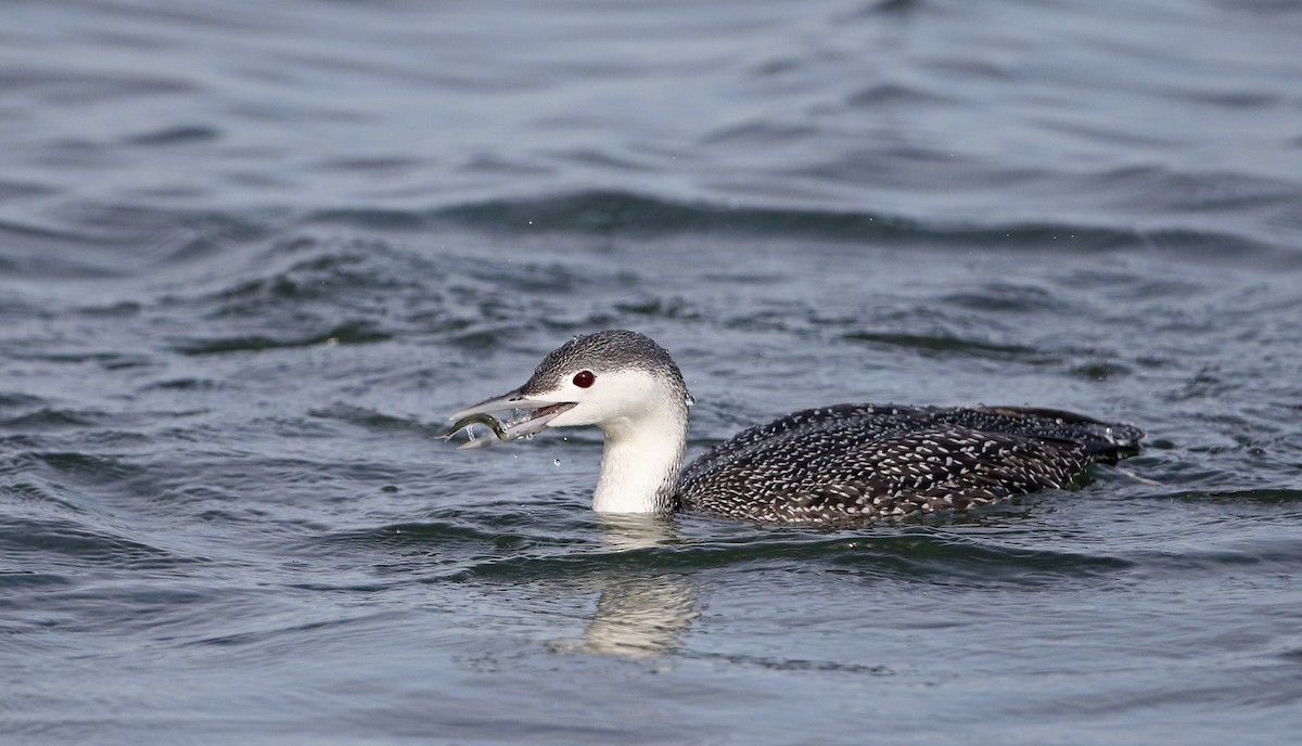 Red-throated Loon - ML294621611