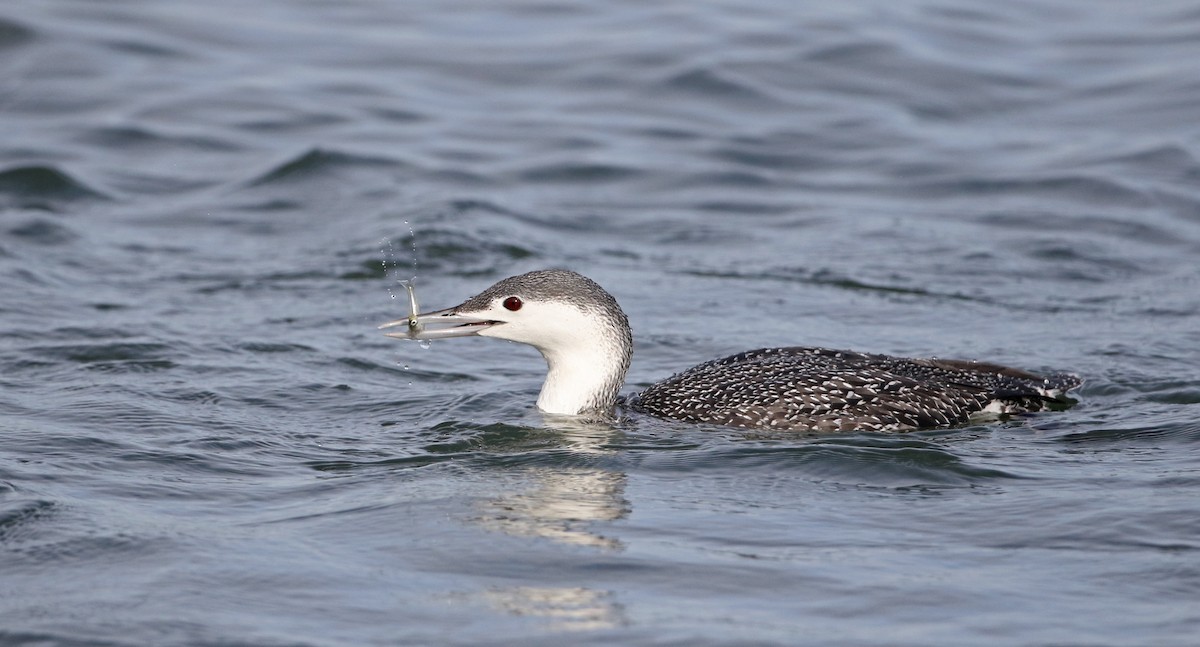 Red-throated Loon - ML294621631