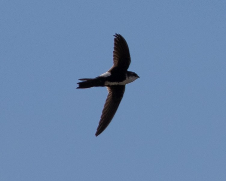 White-throated Swift - Lindy Fung