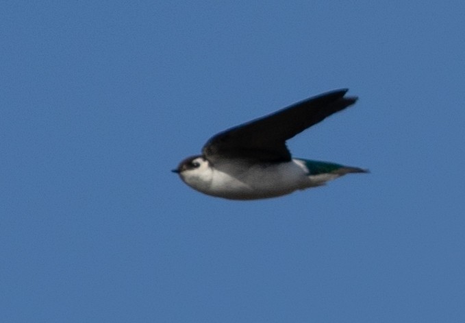 Violet-green Swallow - ML294622071