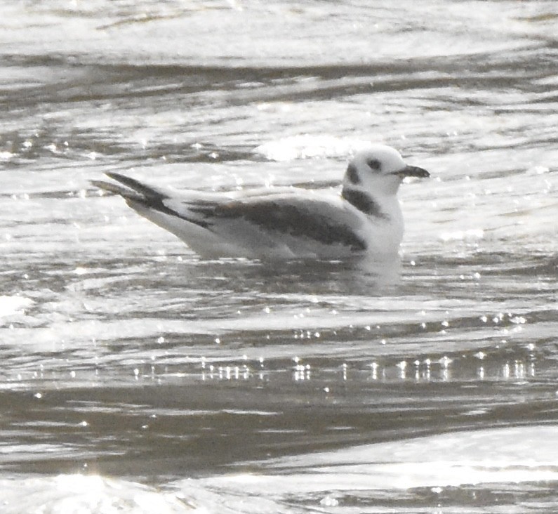 Mouette tridactyle - ML294622291