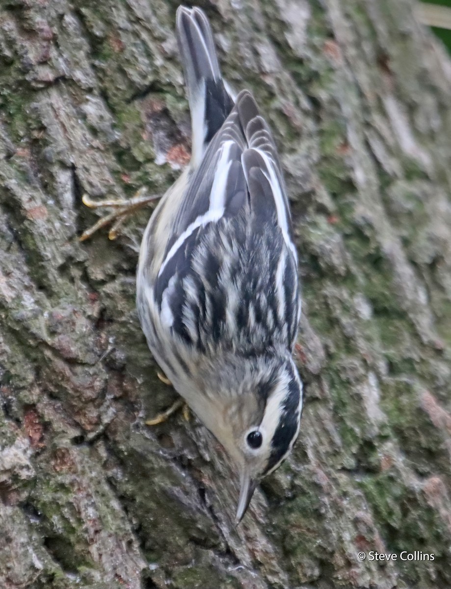 Black-and-white Warbler - ML294622631