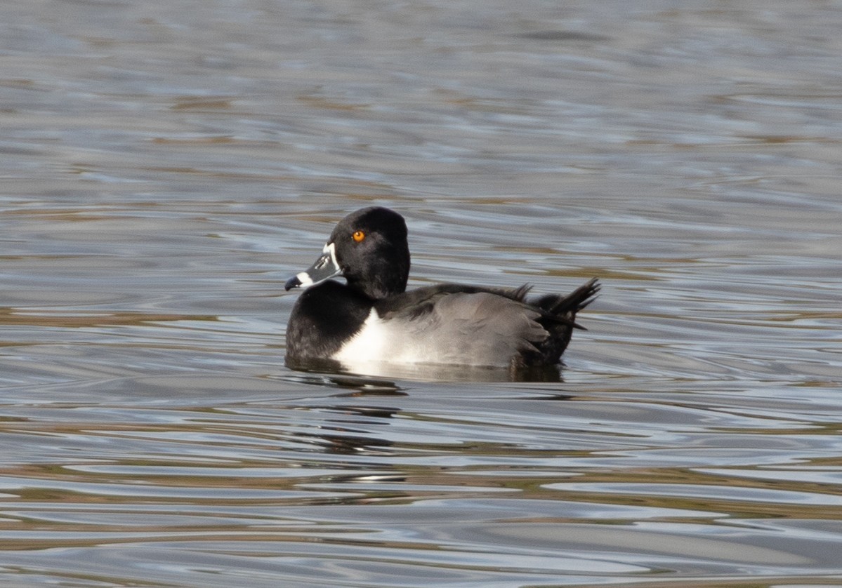 Ring-necked Duck - Lindy Fung