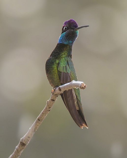 Rivoli's Hummingbird - Warren Lynn