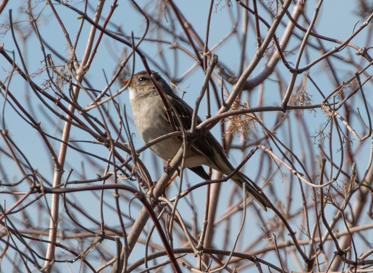 White-crowned Sparrow - ML294623231