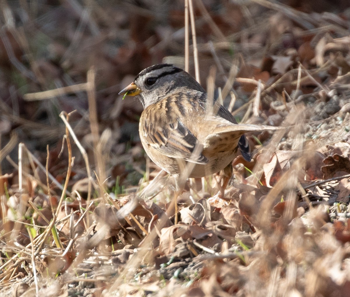 White-crowned Sparrow - ML294623541