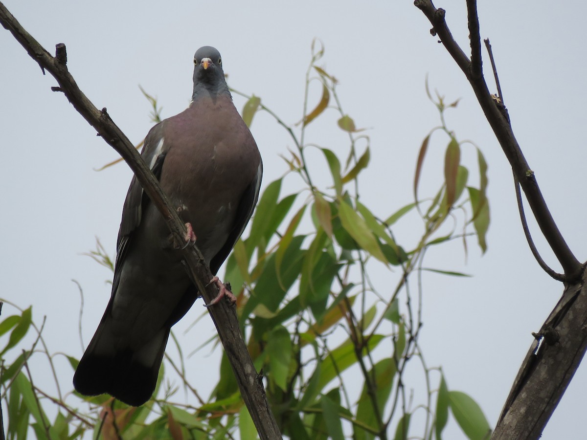Pigeon ramier (groupe palumbus) - ML29462391