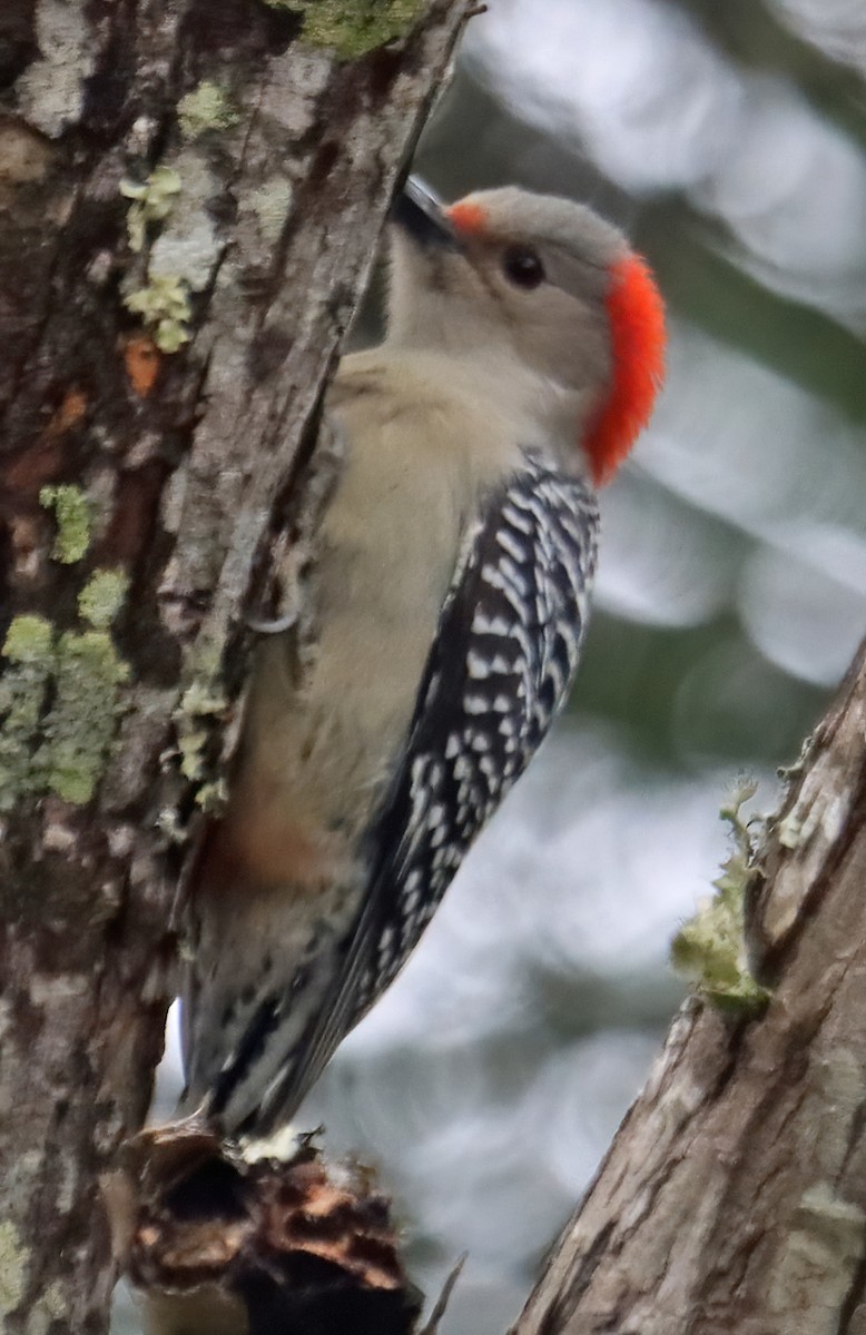 Red-bellied Woodpecker - ML294624121