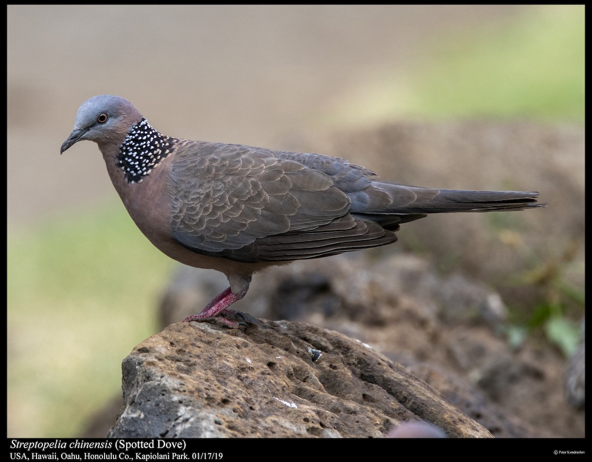 Spotted Dove - ML294625331