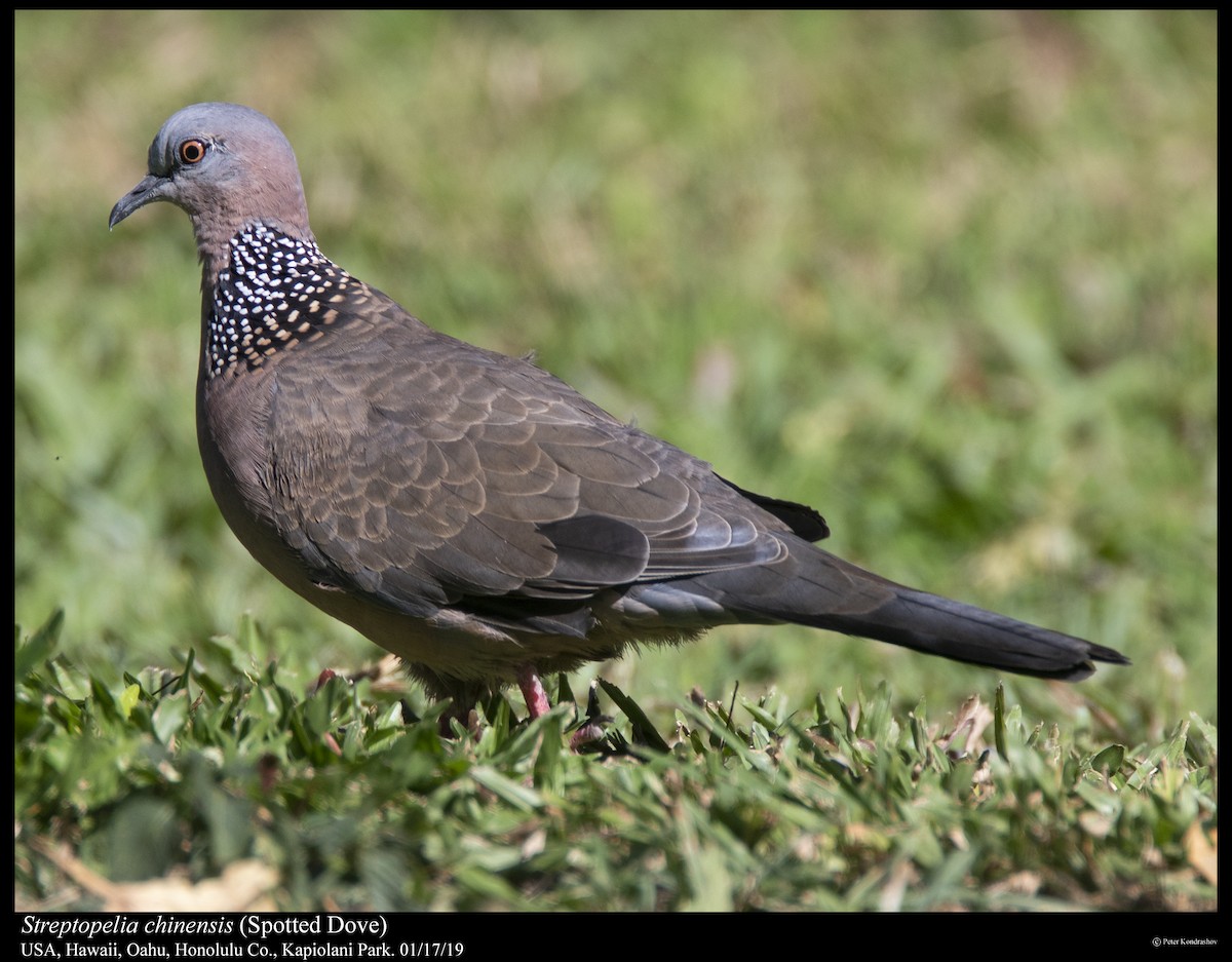 Spotted Dove - ML294625341