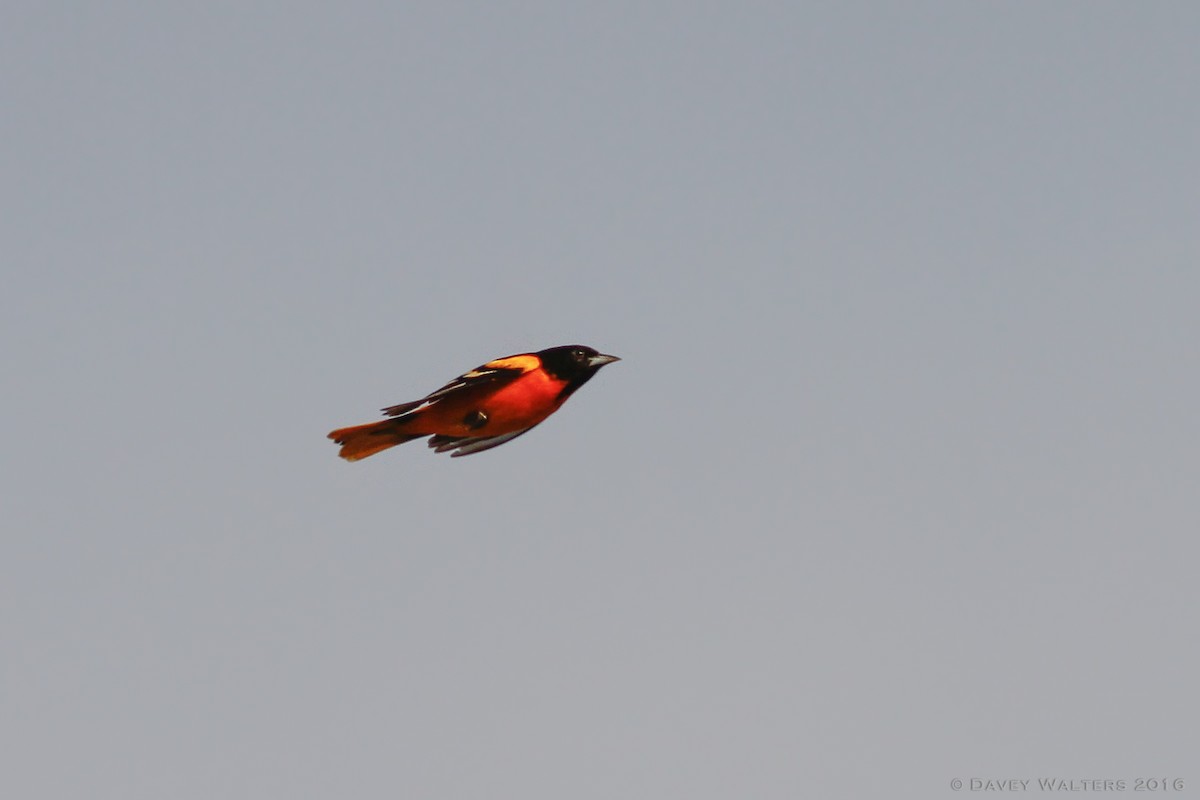 Baltimore Oriole - Davey Walters