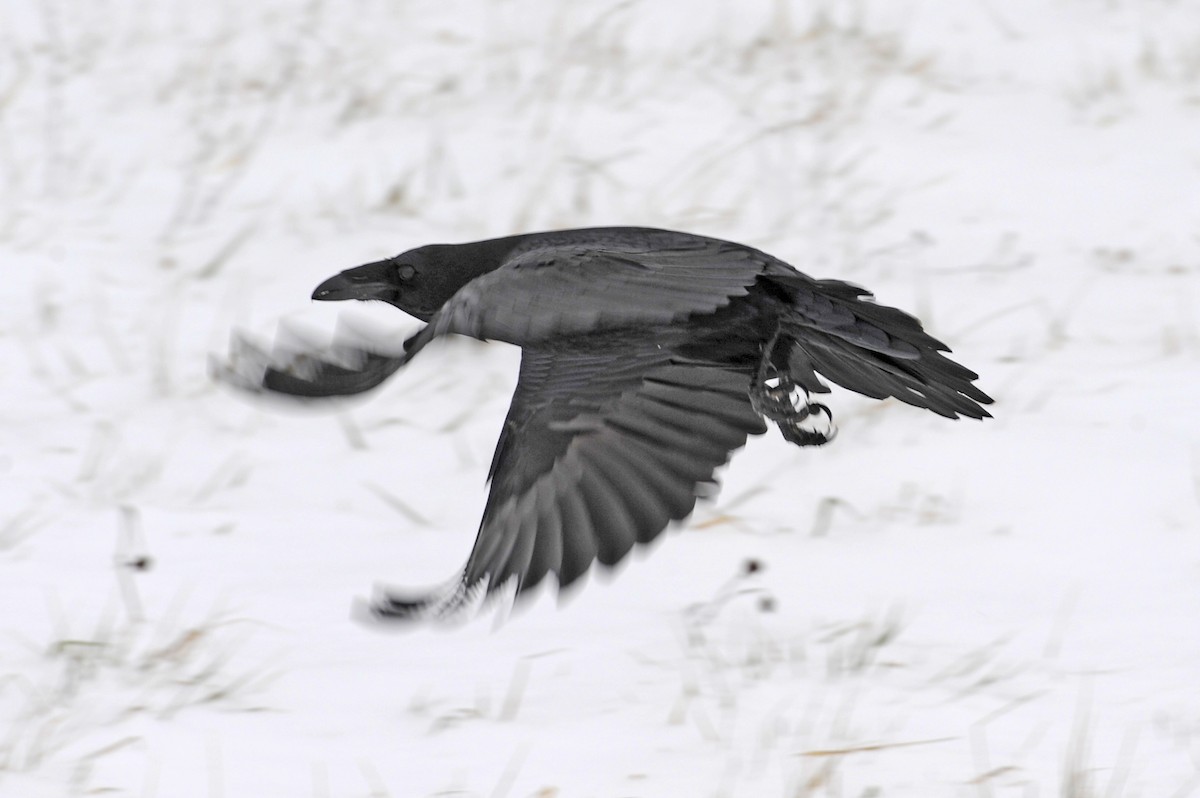 Common Raven - Guy Stevens