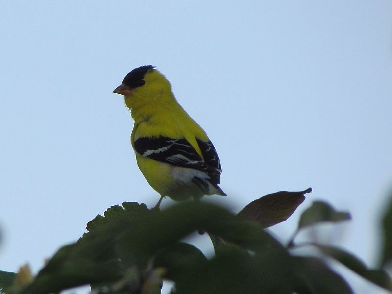 American Goldfinch - Tracy The Birder