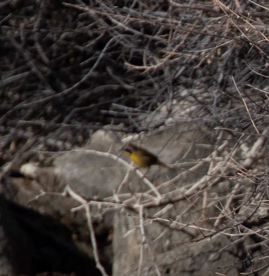 Common Yellowthroat - Lindy Fung