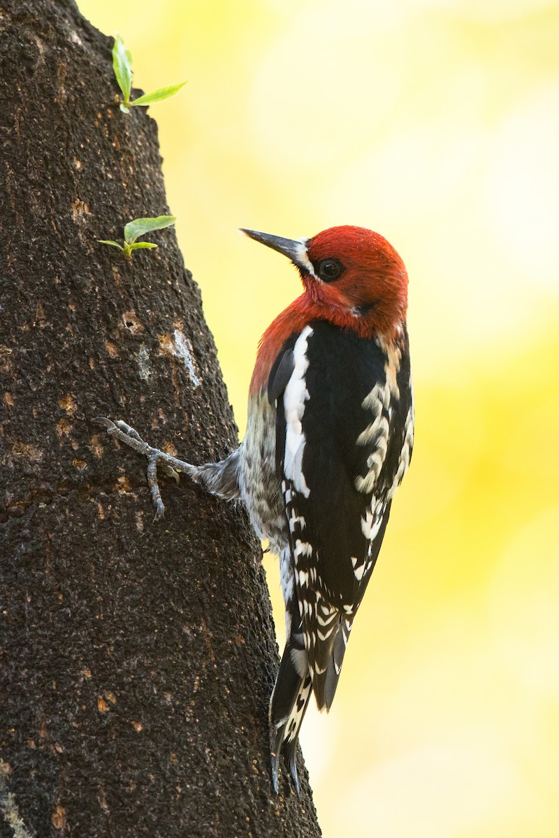 Red-breasted Sapsucker - ML294652071