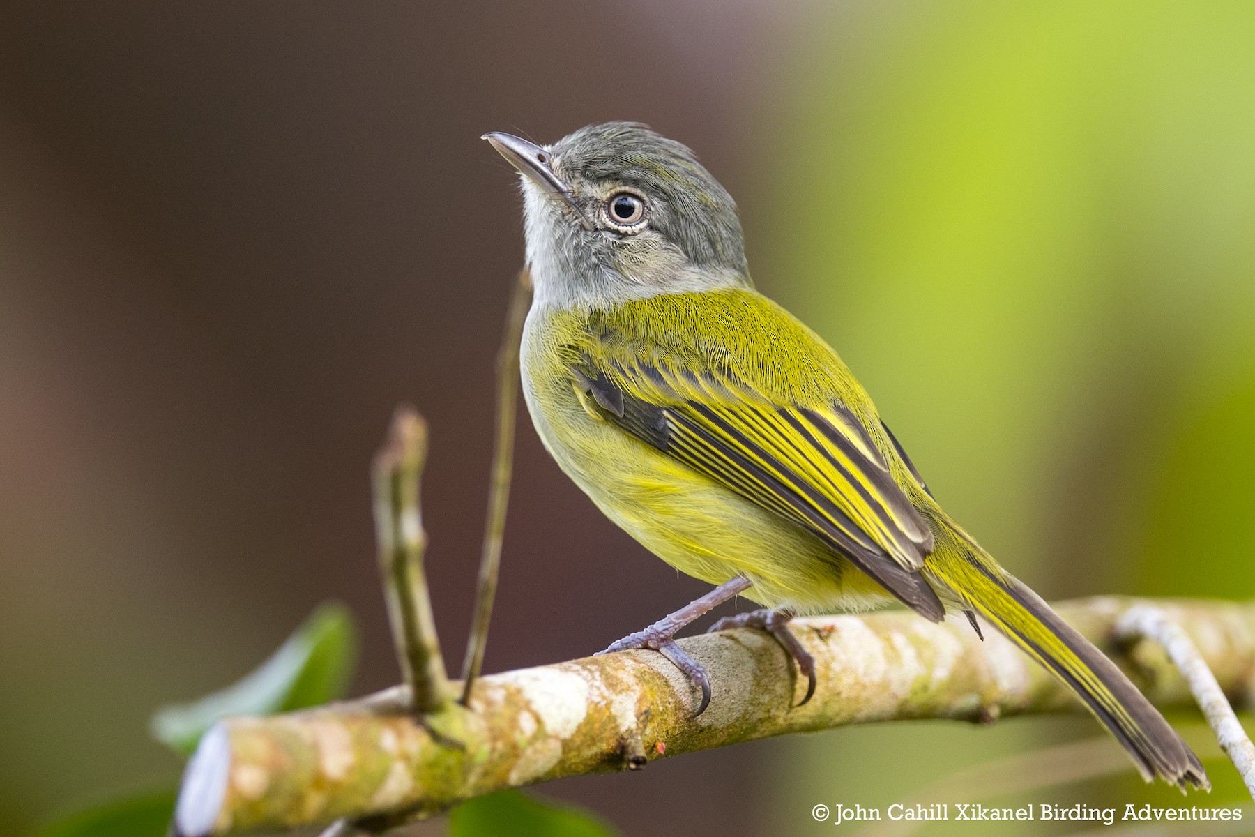 Yellowolive Flatbill (Greyheaded) eBird