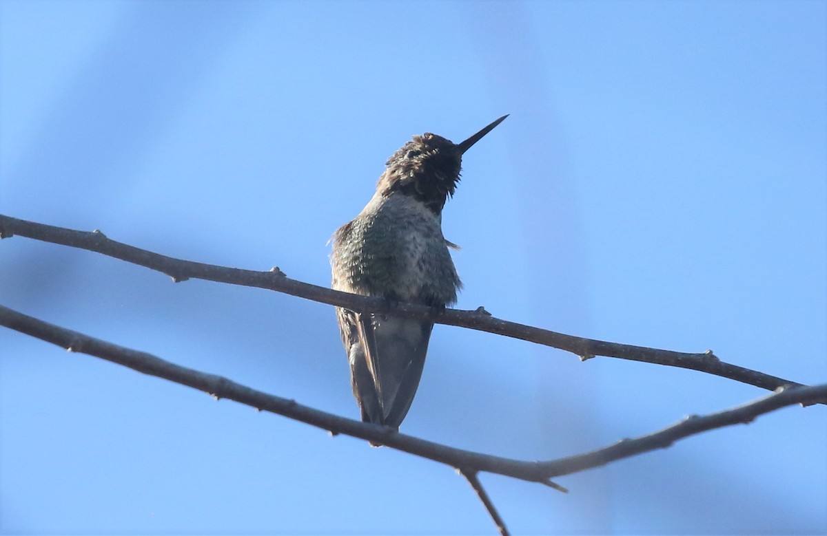 Anna's Hummingbird - ML294658161