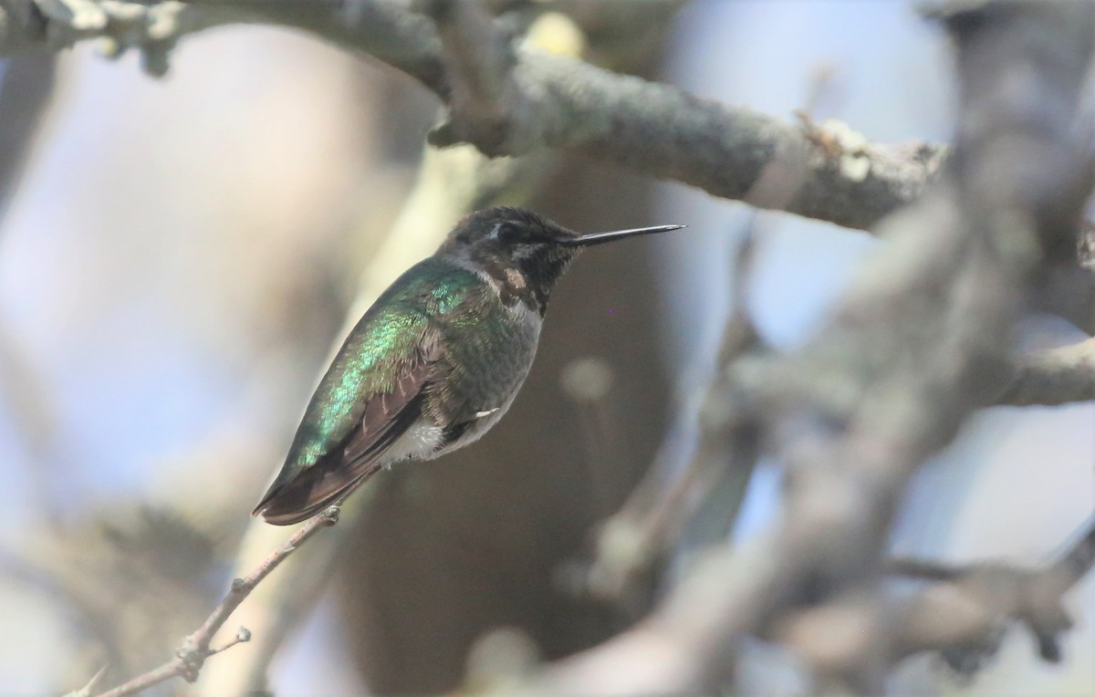 Anna's Hummingbird - Andrew Orgill