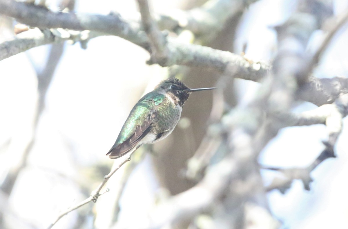 Anna's Hummingbird - ML294658211