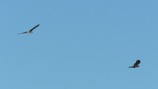 Long-winged Harrier - ML294659721