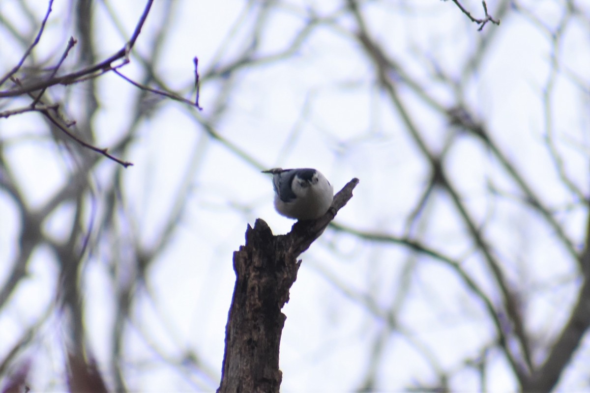 White-breasted Nuthatch - ML294660681