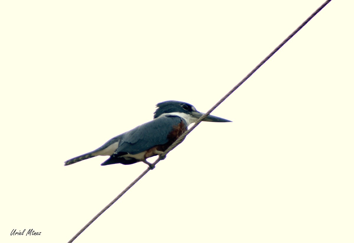Ringed Kingfisher - Uriel Mtnez