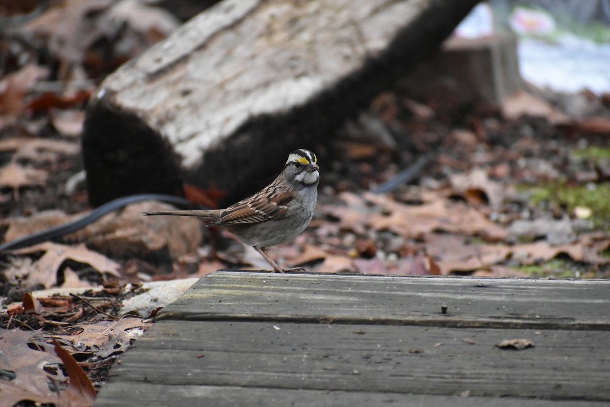 White-throated Sparrow - ML294661941