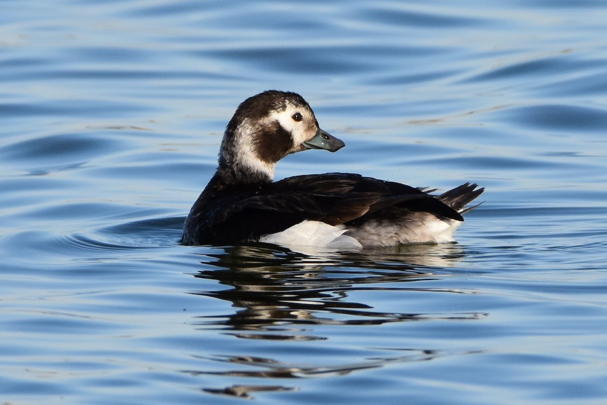 Long-tailed Duck - ML294664411