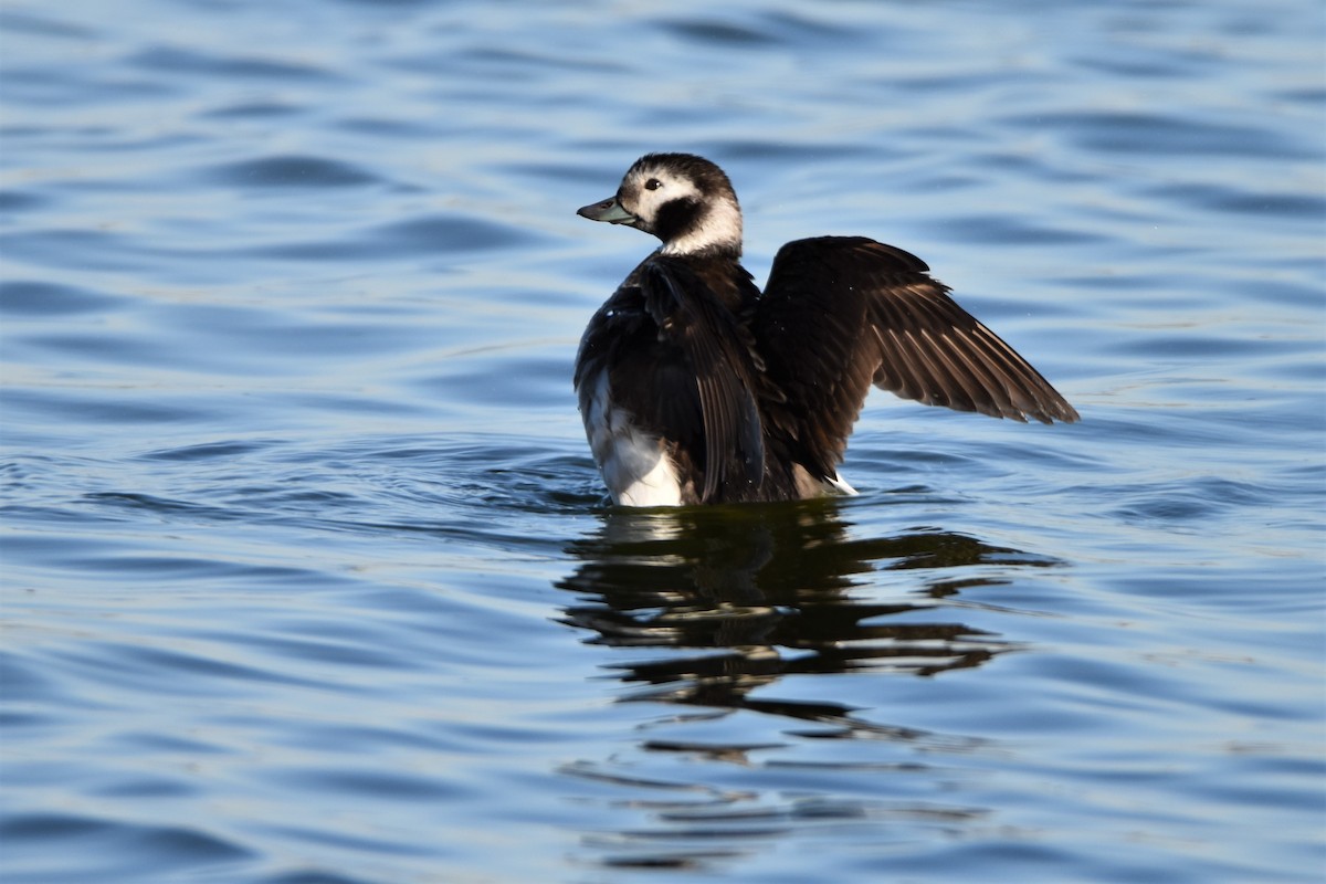 Long-tailed Duck - ML294664471