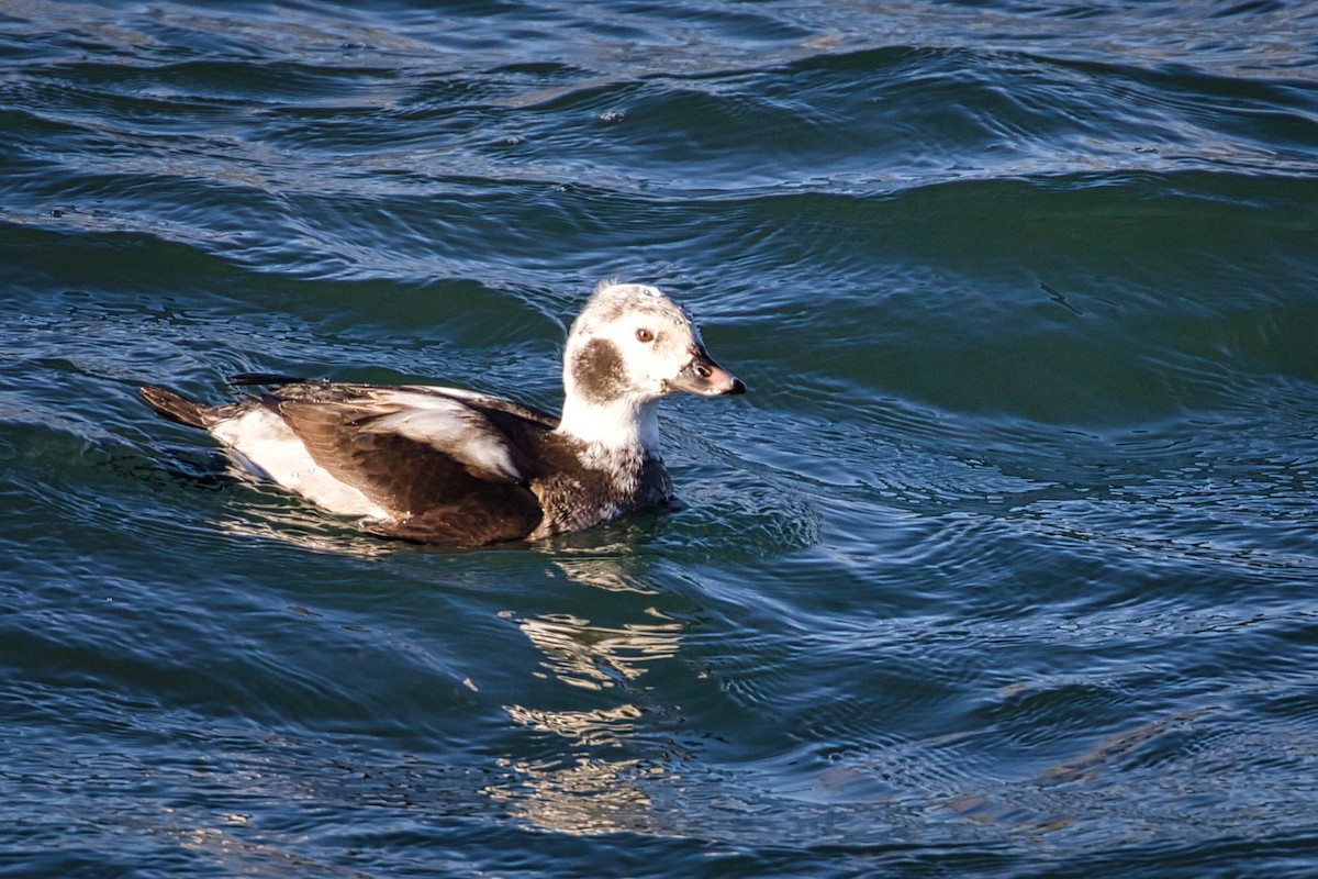 Long-tailed Duck - ML294670021