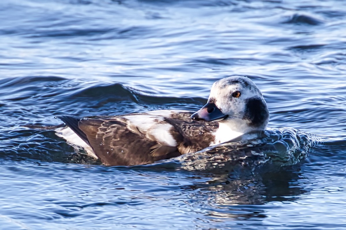 Long-tailed Duck - ML294670071