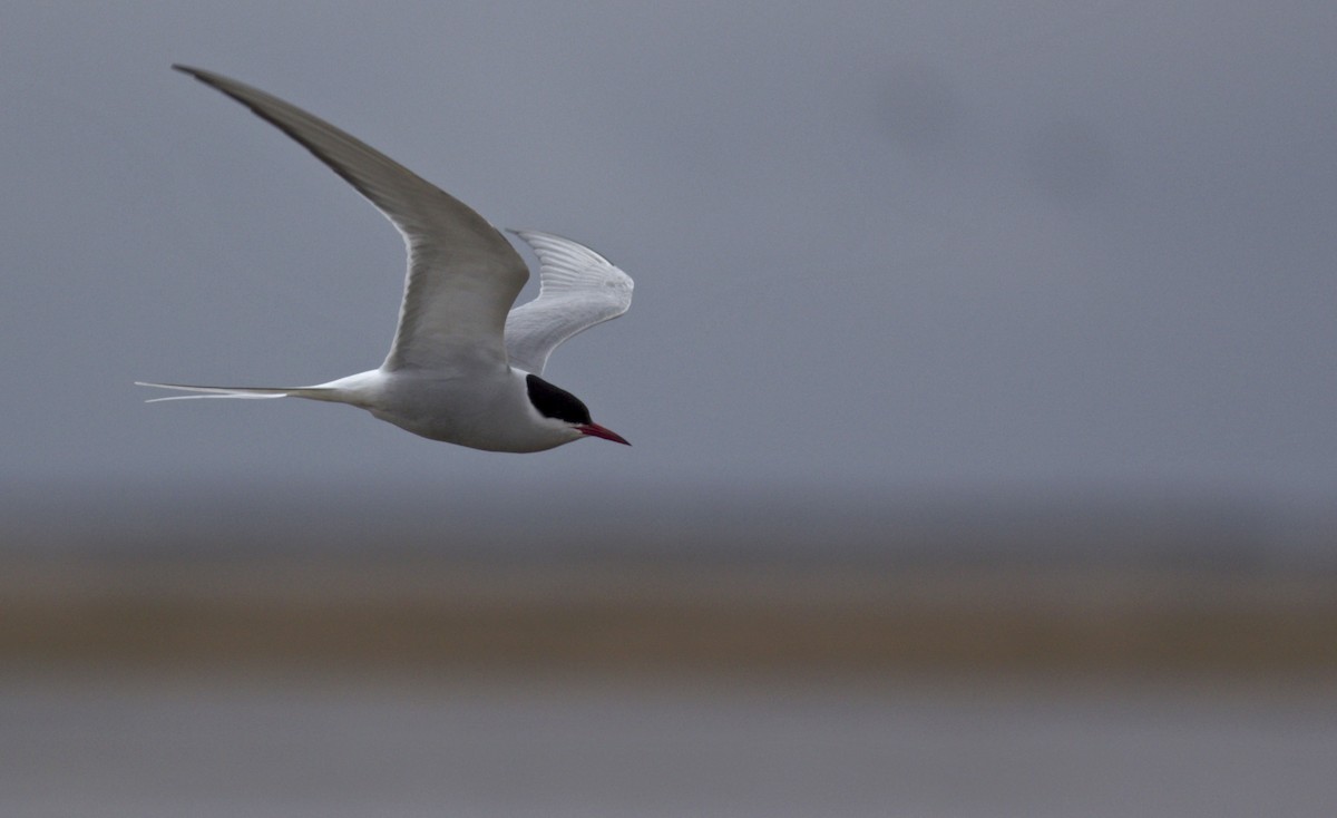 Arctic Tern - Ben Lagasse