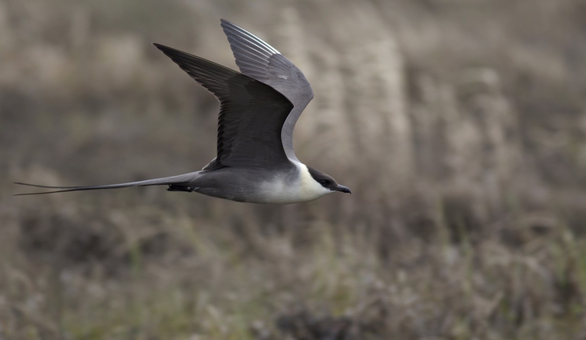 Long-tailed Jaeger - ML29467301