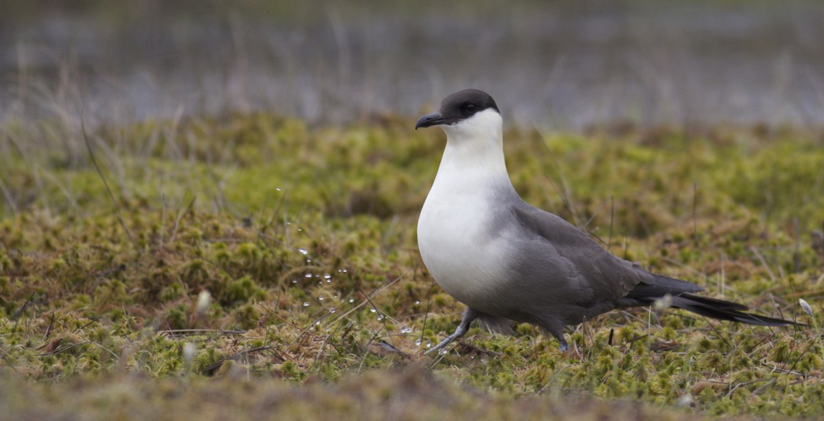 Long-tailed Jaeger - ML29467311