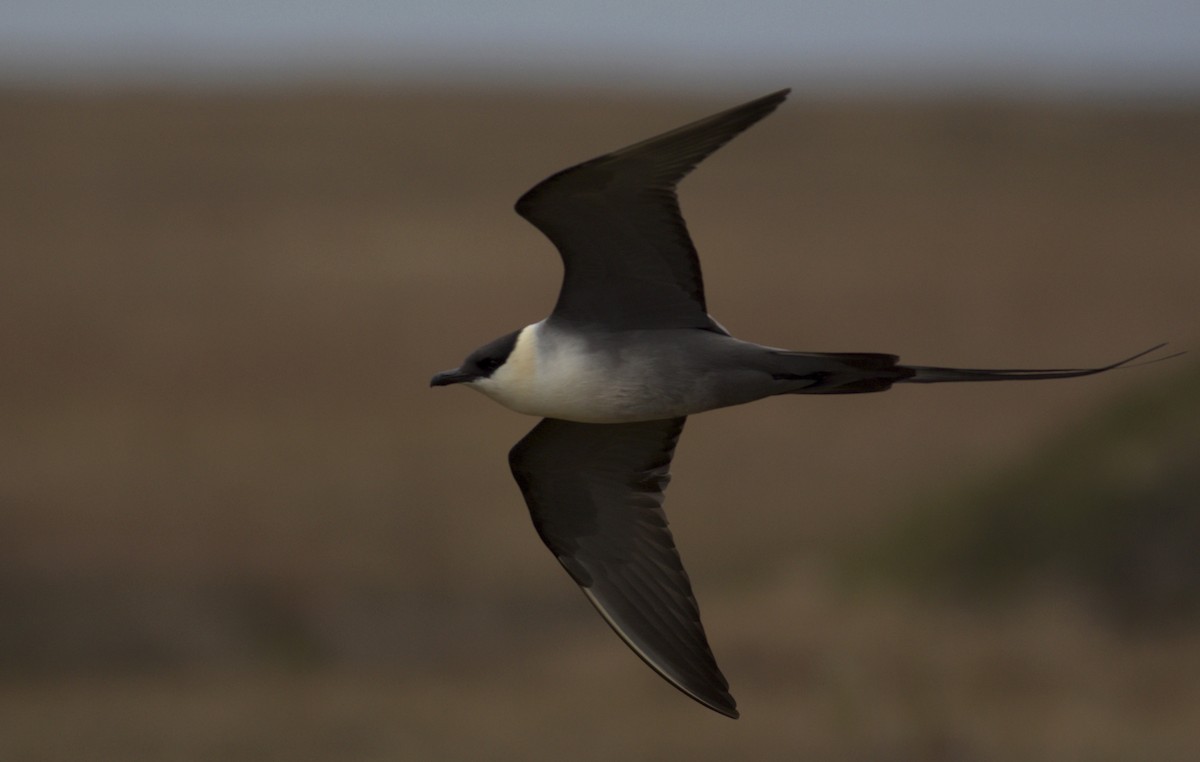 Long-tailed Jaeger - ML29467321