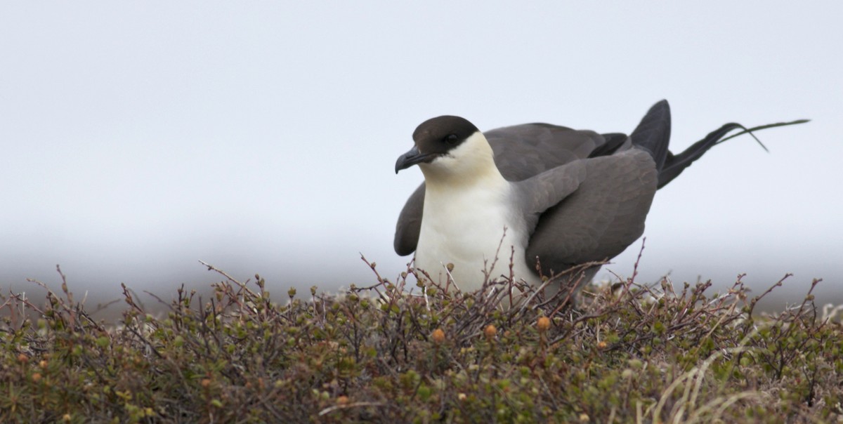 Long-tailed Jaeger - ML29467351