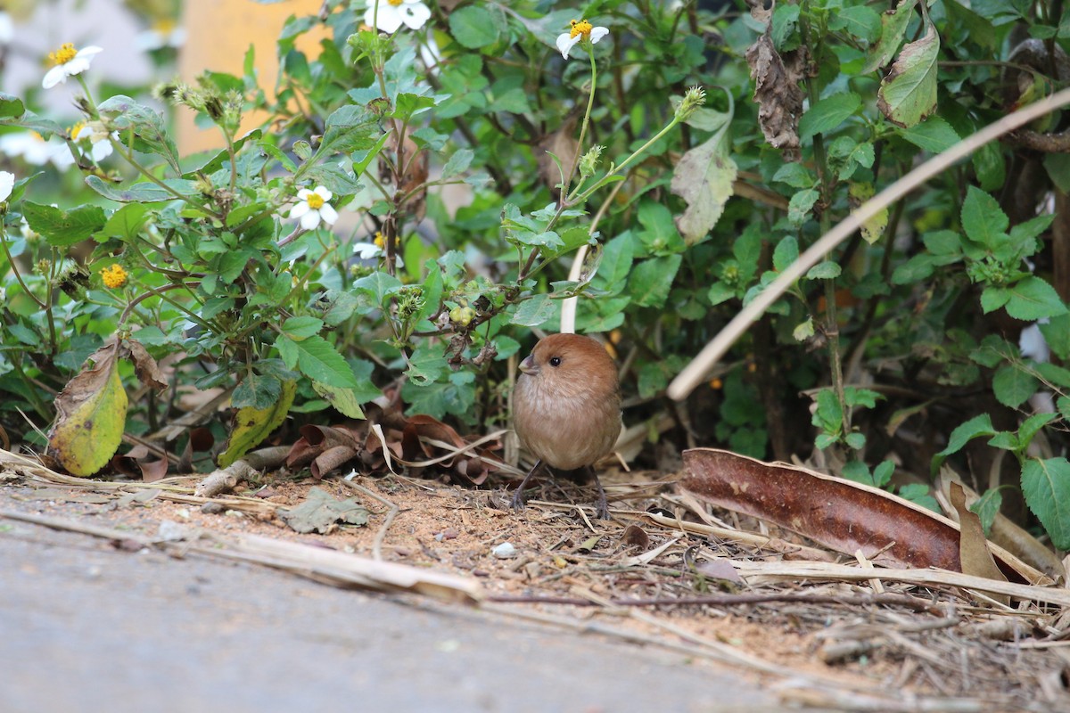 Vinous-throated Parrotbill - Yun Ting Hsieh
