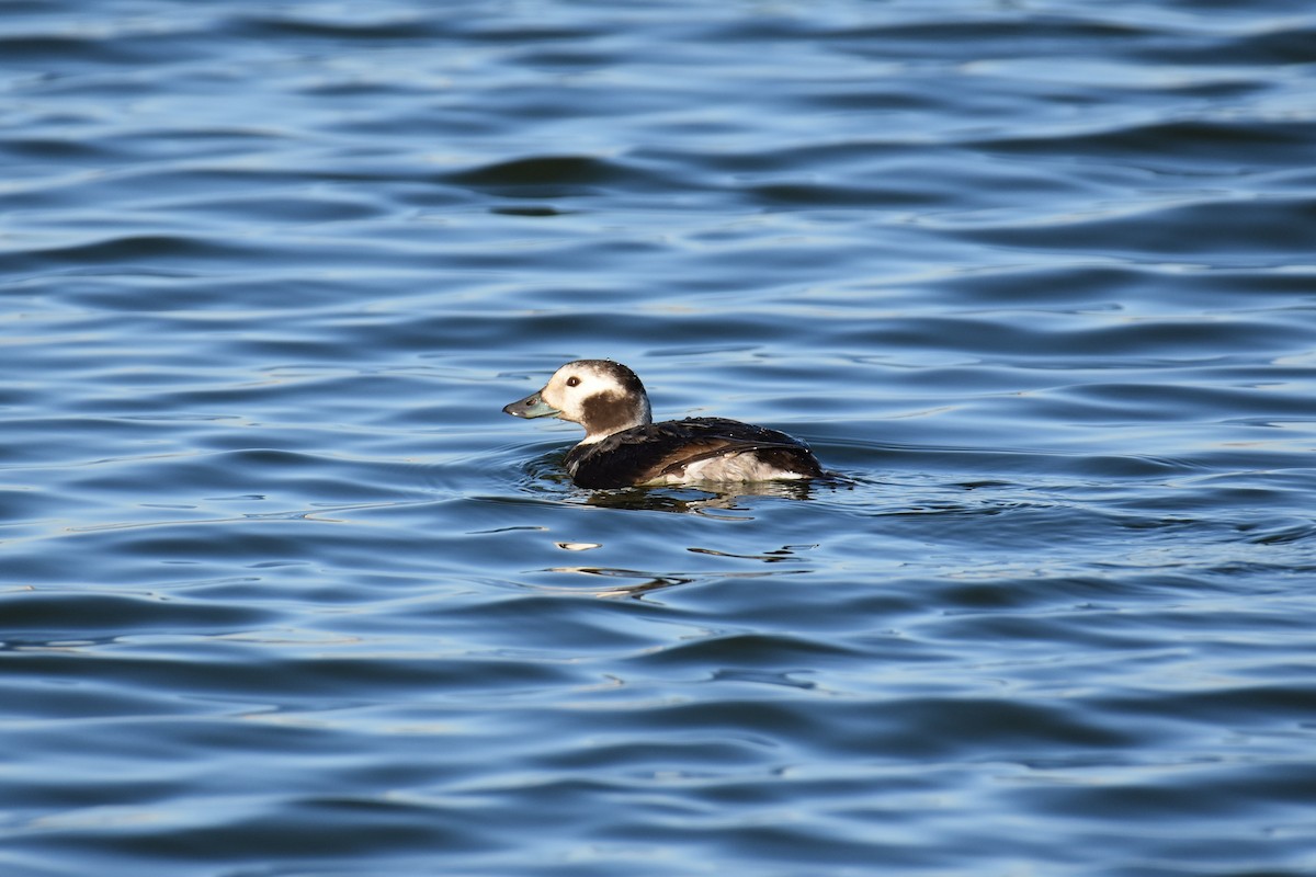 Long-tailed Duck - ML294686891