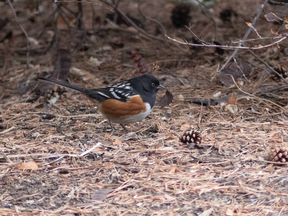 Spotted Towhee - ML294688071