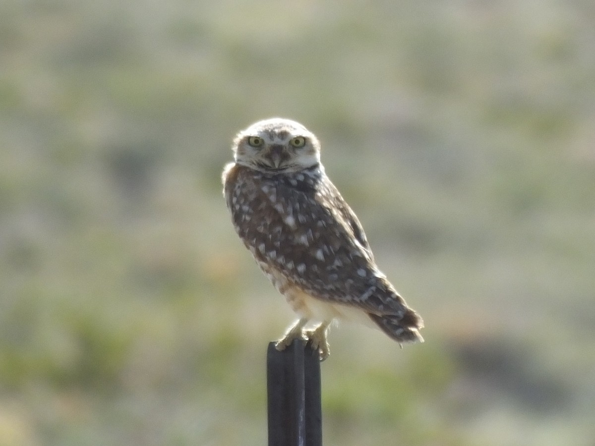 Burrowing Owl - ML29469601