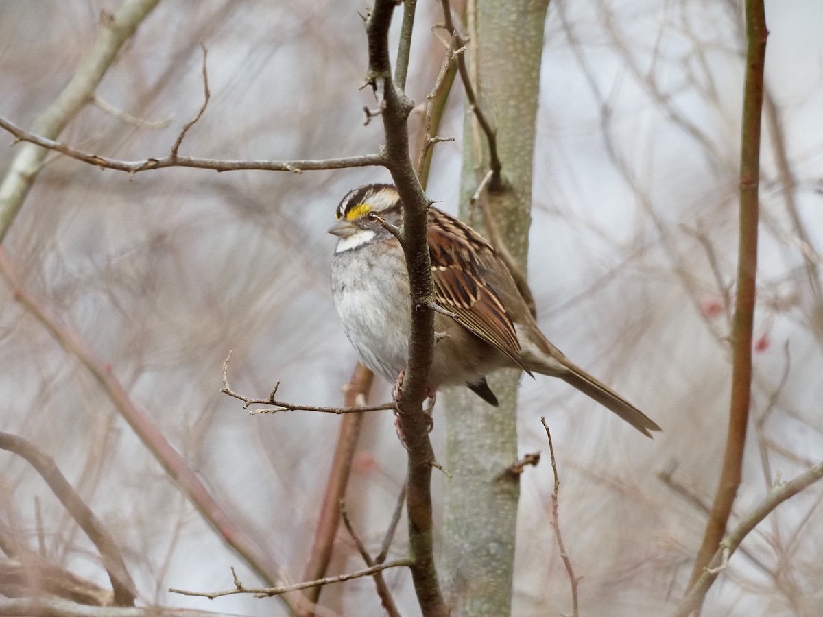 White-throated Sparrow - Gabriel Willow