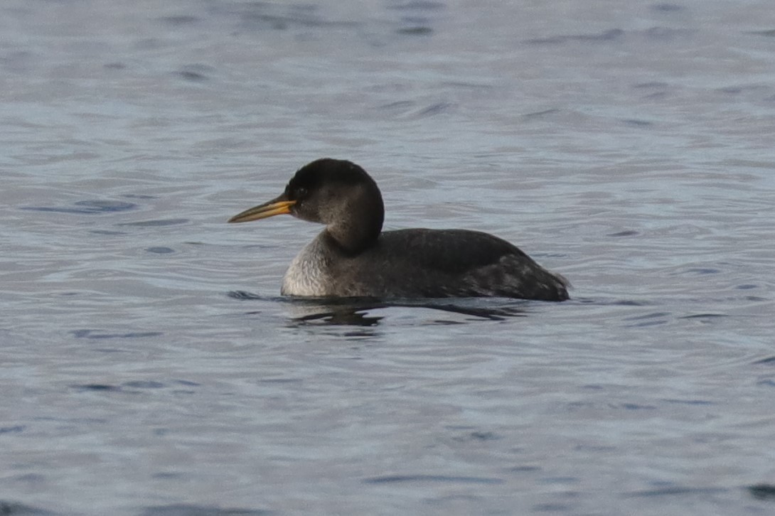 Red-necked Grebe - ML294714471