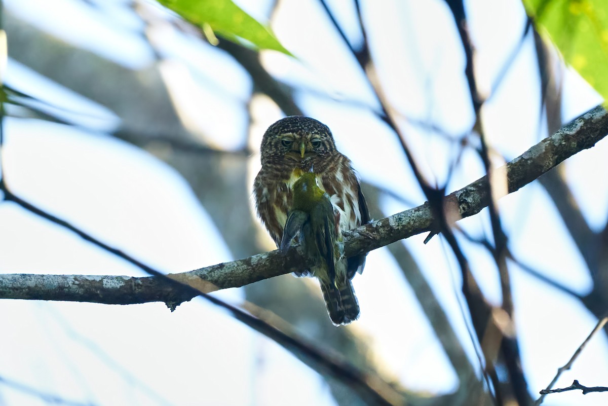 Collared Owlet - ML294719091