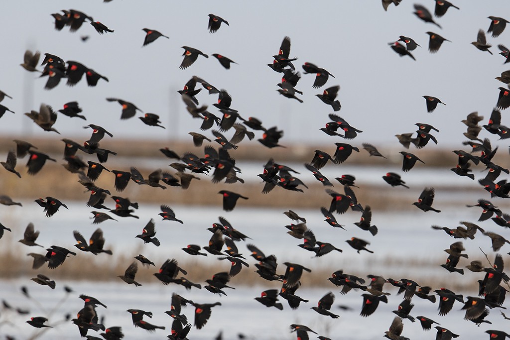 Red-winged/Tricolored Blackbird - Gary Woods