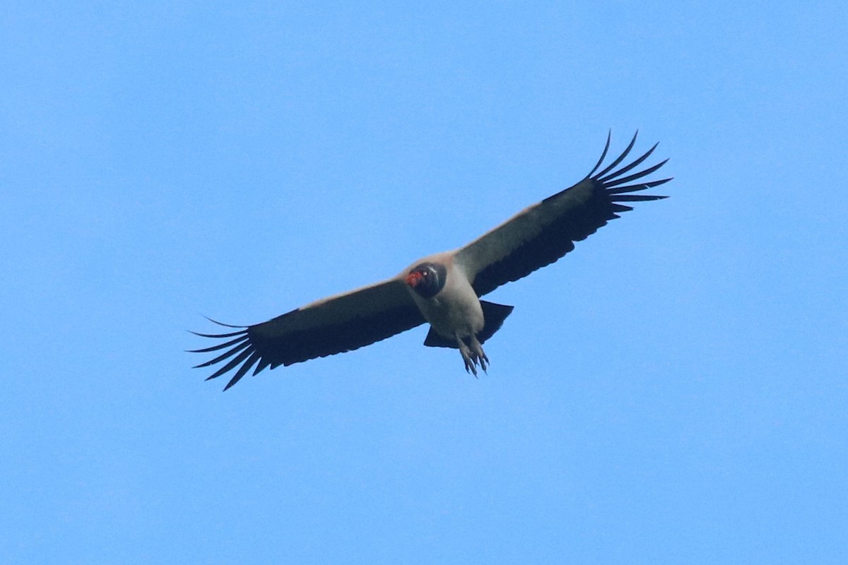 King Vulture - Francis Joyce